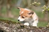 CORGI PEMBROKE 1190